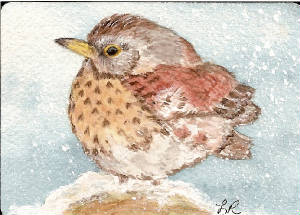 wintersparrow.jpg